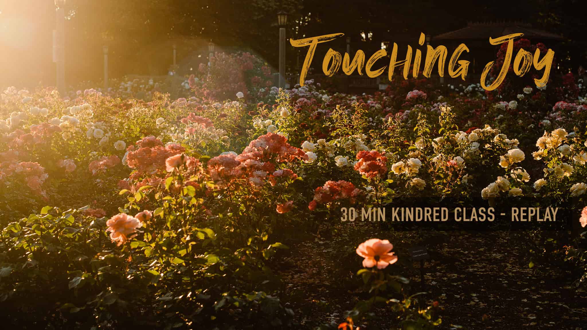 Roses with sunlight peaking through "touching joy 30 minute kindred replay"