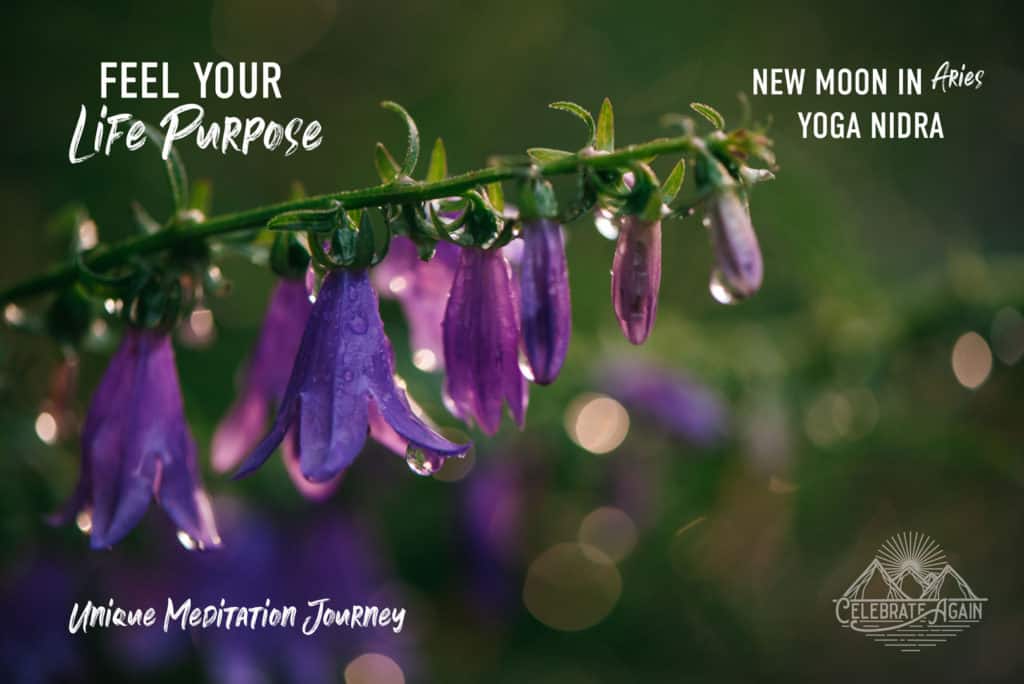 "feel your life purpose new moon in aries yoga nidra unique meditaiton journey" dew on purple flowers