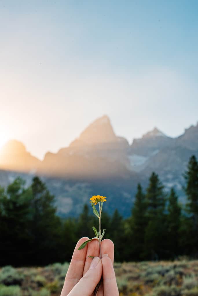 flower behind held up with mountains at sunset in the background
