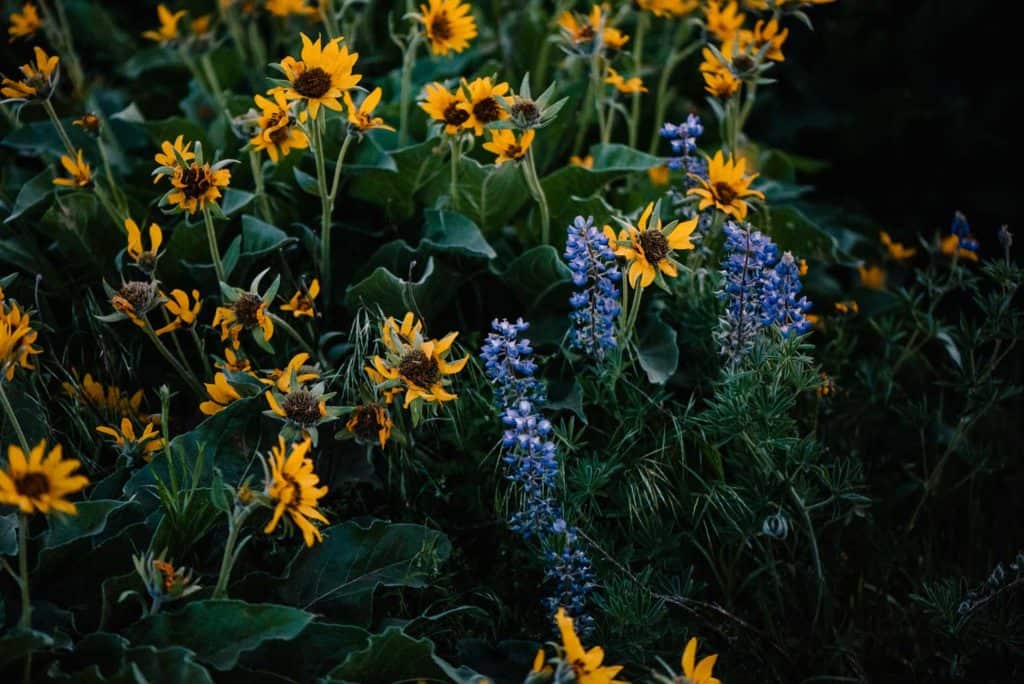 yellow and purple wild flowers