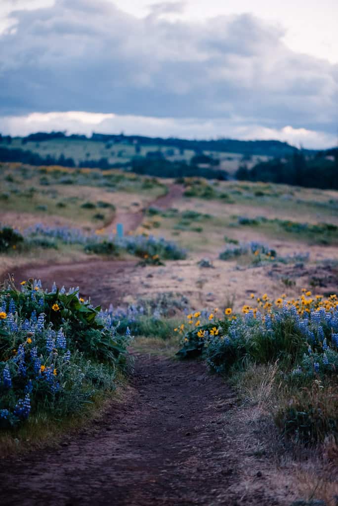 wild flowers along a dirt try in a canyon