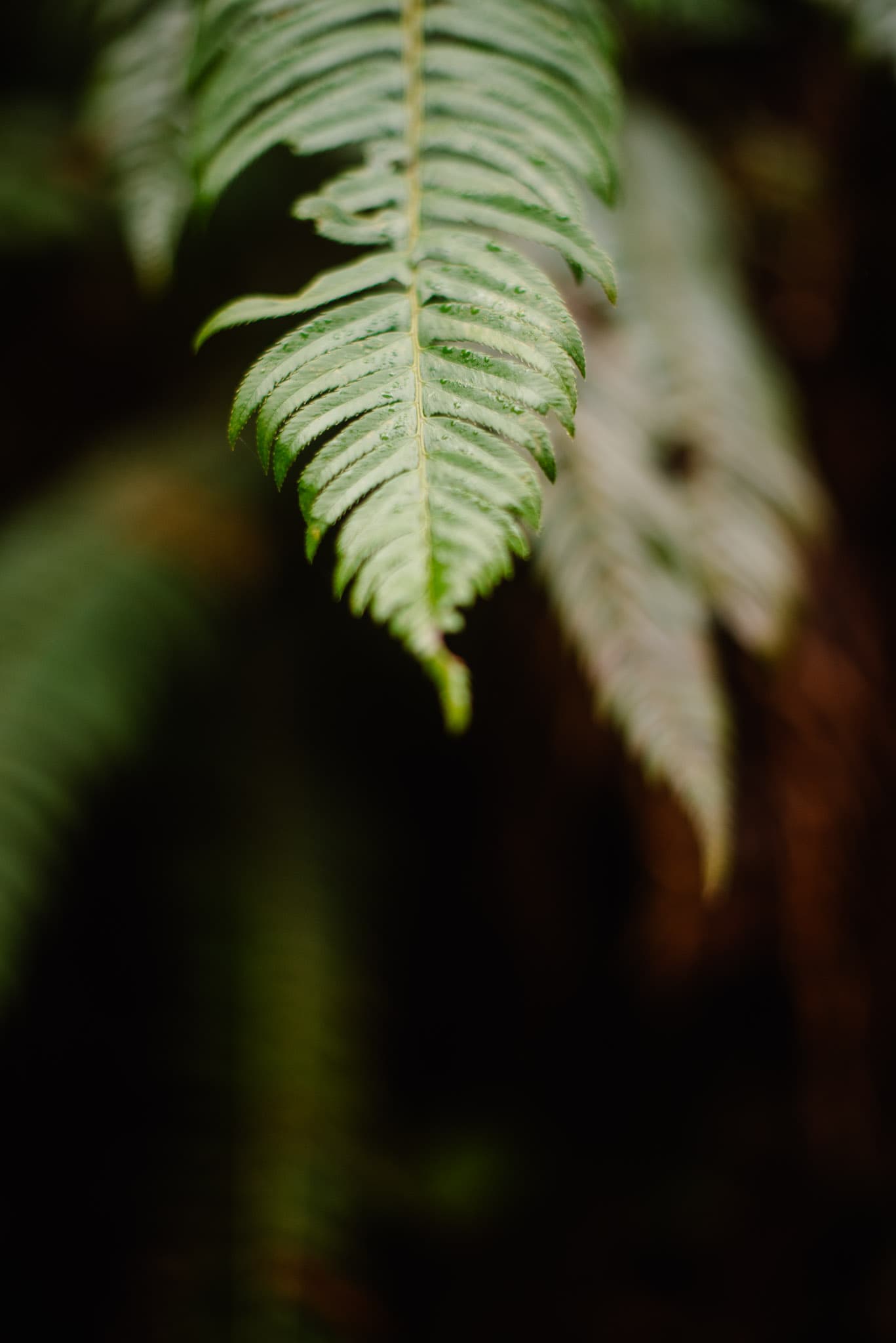 fern poking out from a bush