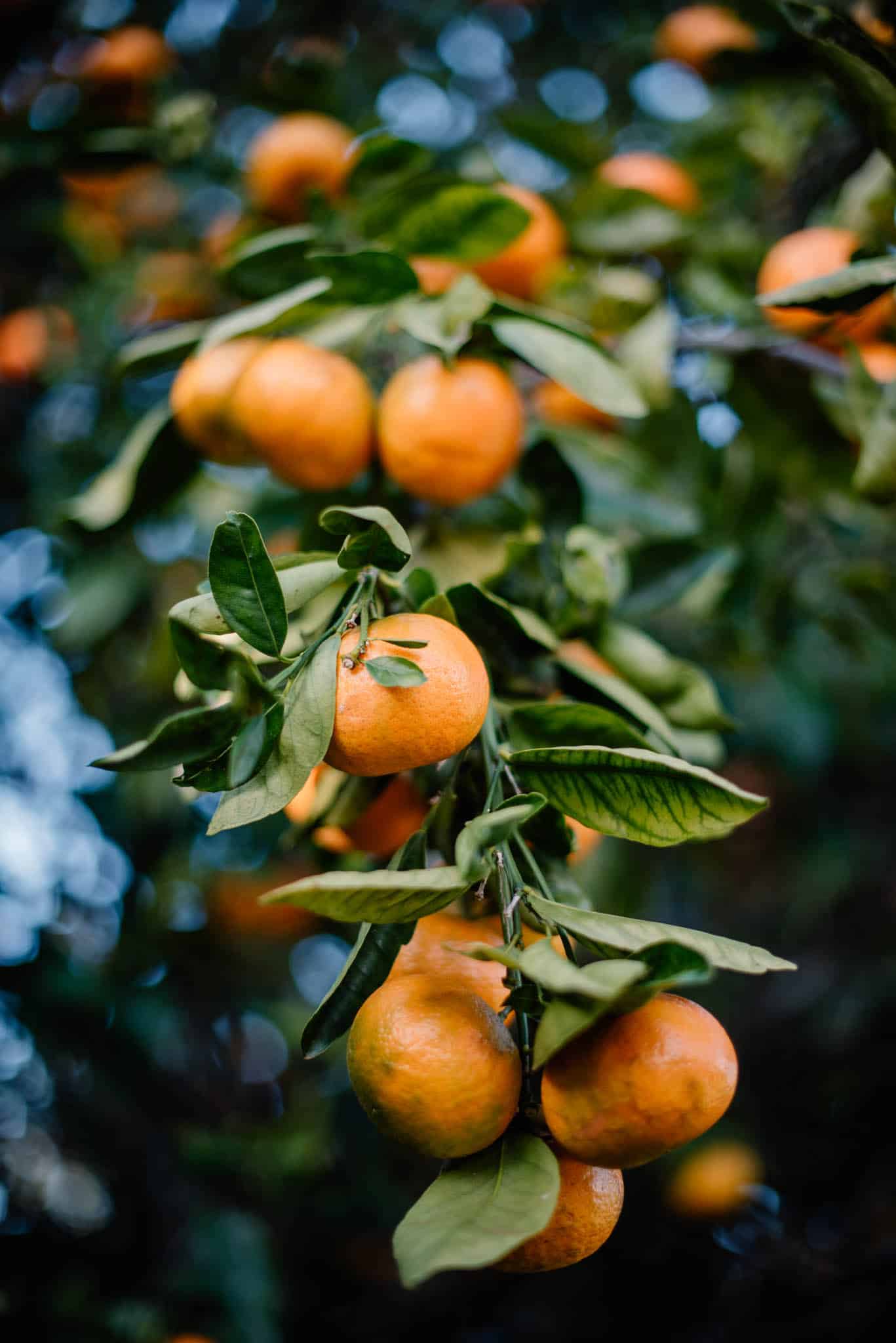 oranges hanging from a tree