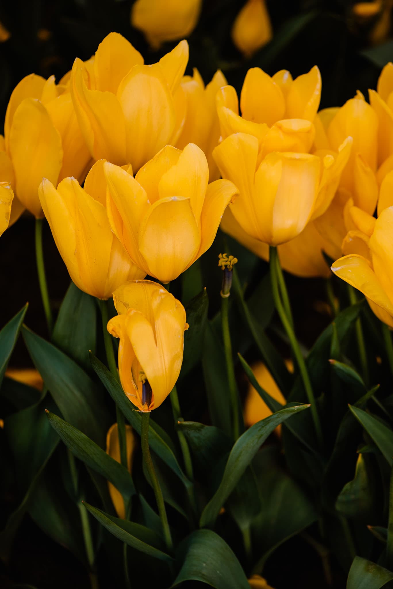 yellow tulips blooming