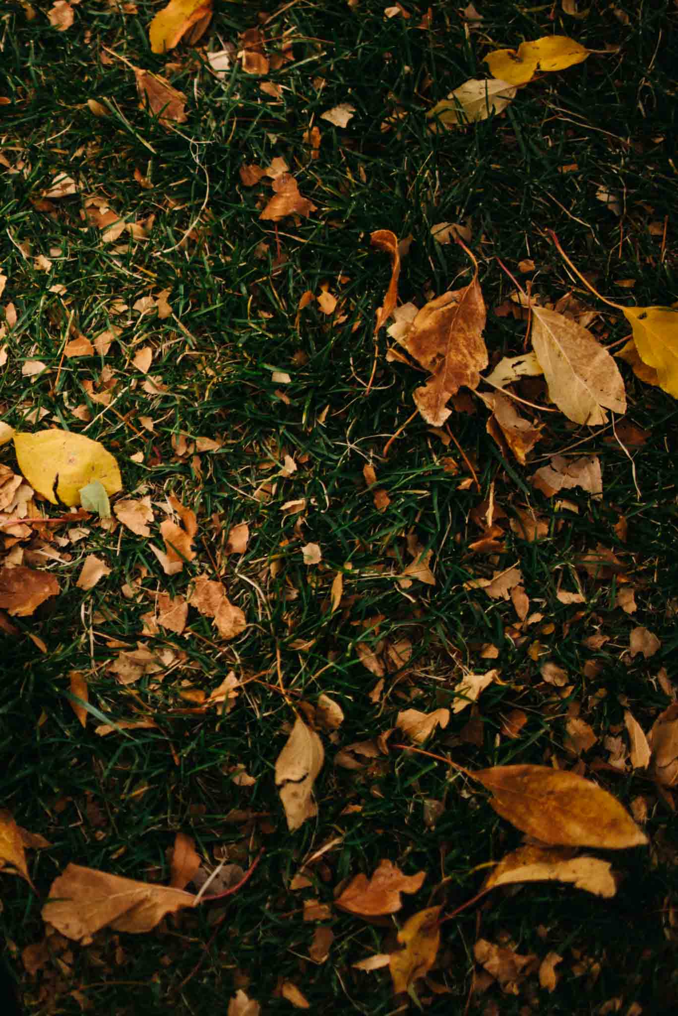 fall leaves on green grass