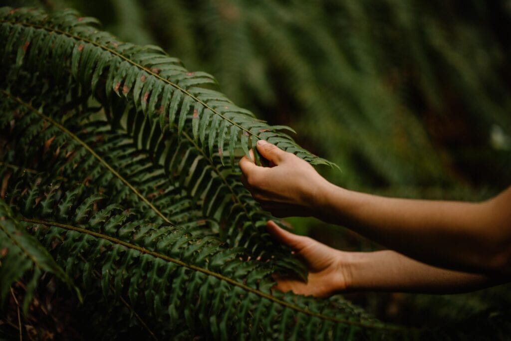 hands on a fern