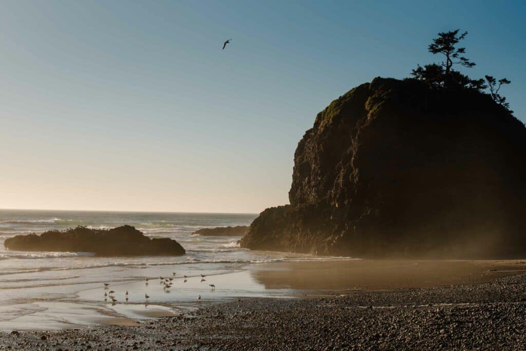 ocean view with birds
