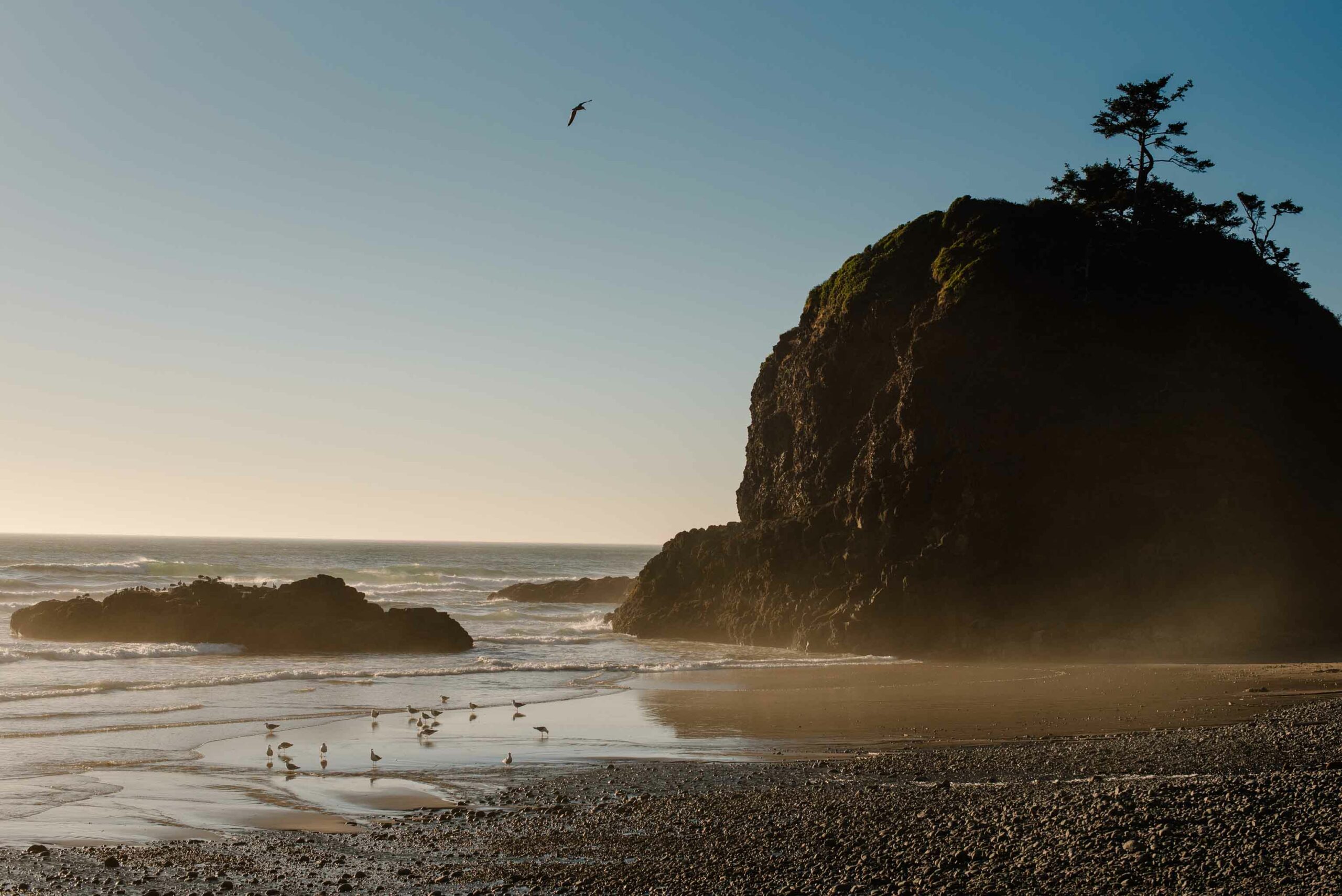 ocean view with birds
